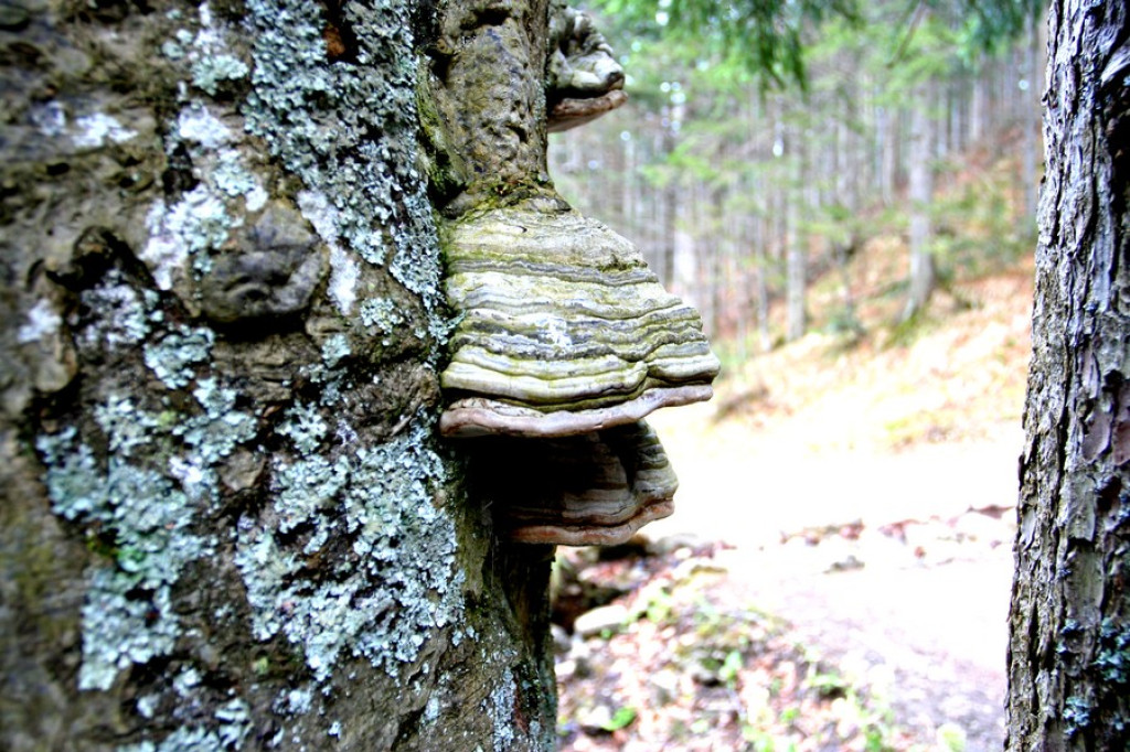 Tatry: Wieczór w Dolinie Strążyskiej