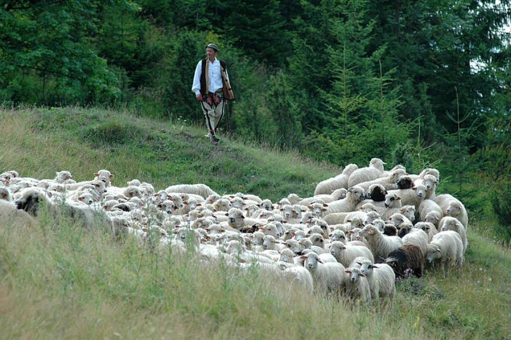 Szczawnica: Święto owiec i pasterzy - Redyk Jaworkach