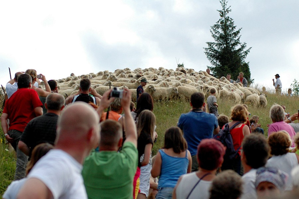 Szczawnica: Święto owiec i pasterzy - Redyk Jaworkach