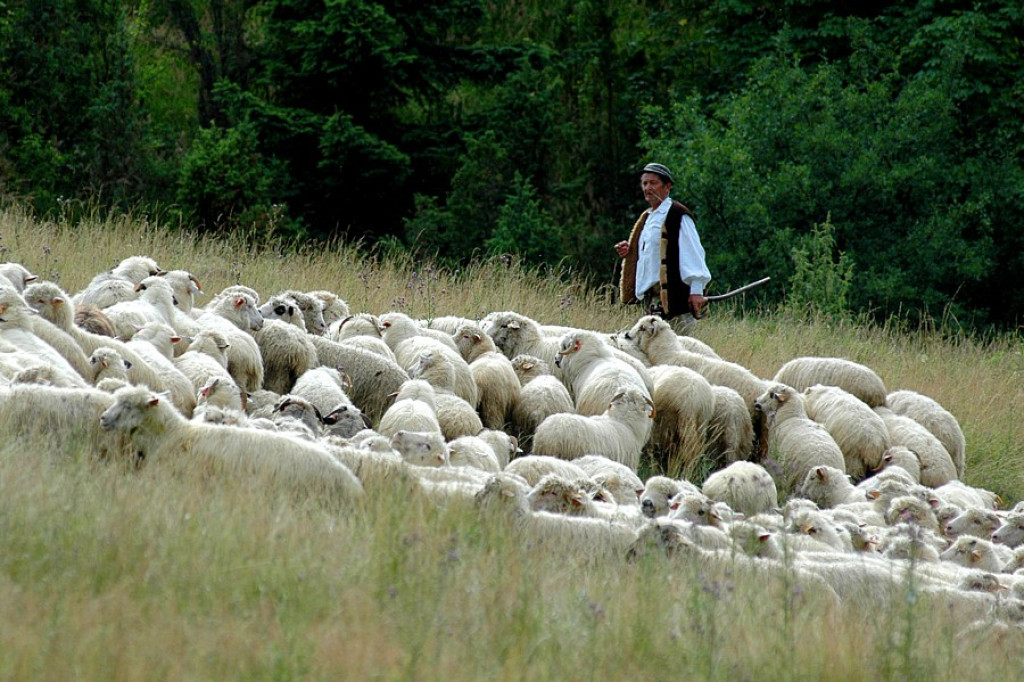 Szczawnica: Święto owiec i pasterzy - Redyk Jaworkach