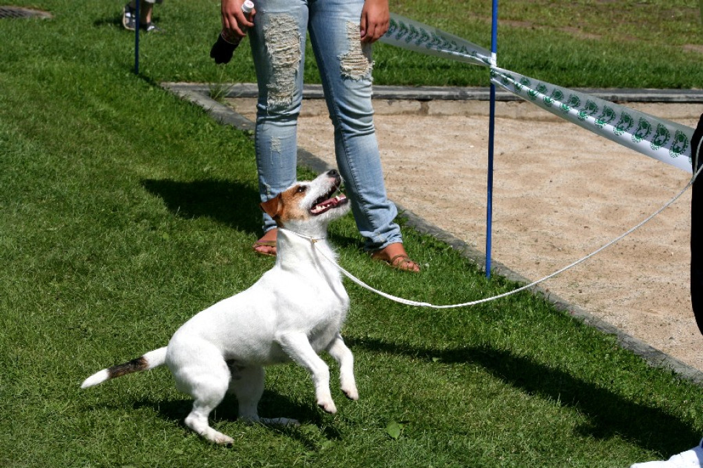 Wystawa Psów w Zakopanem