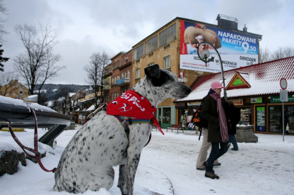 Zakopane i nasz pies