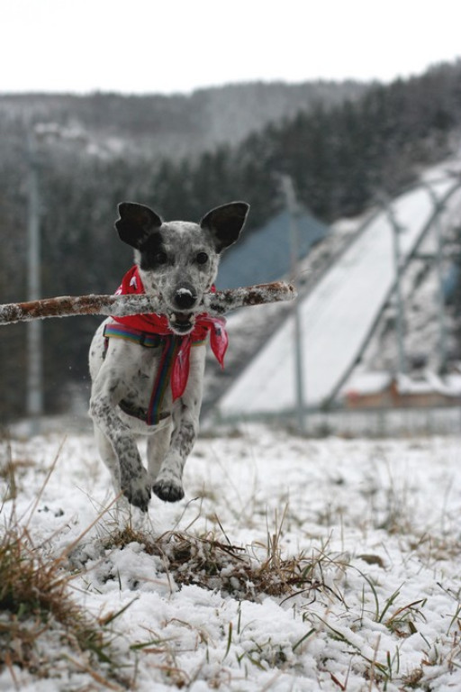 Zakopane i nasz pies