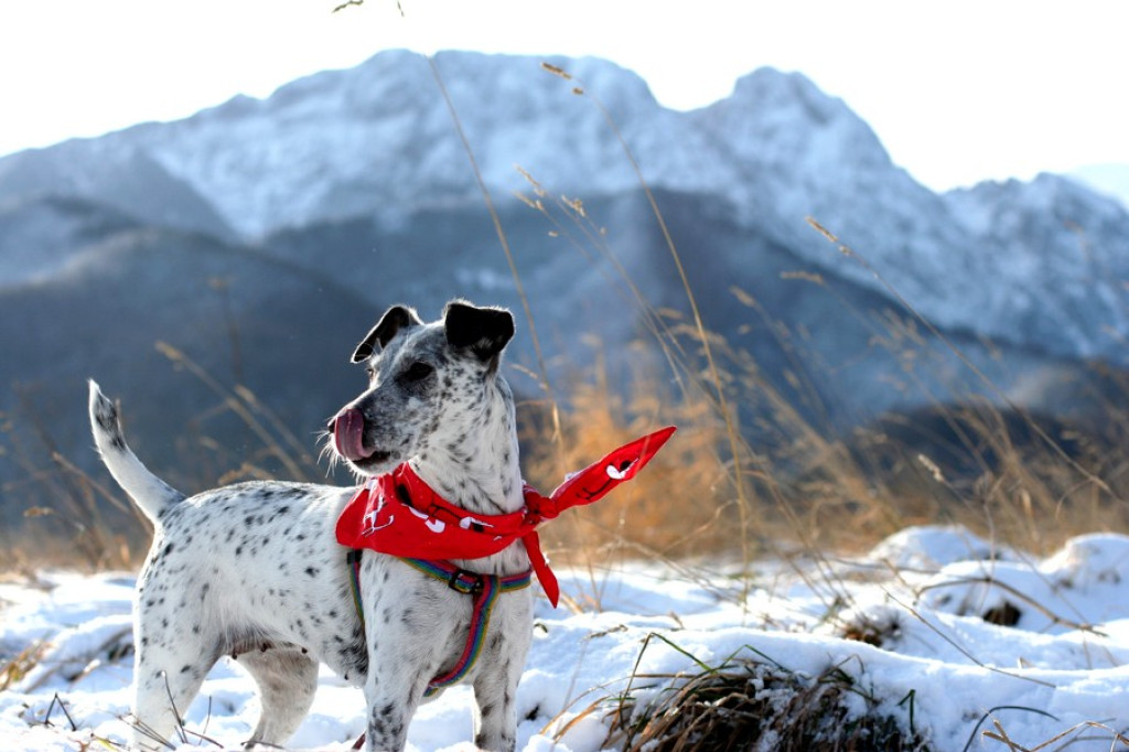 Zakopane i nasz pies