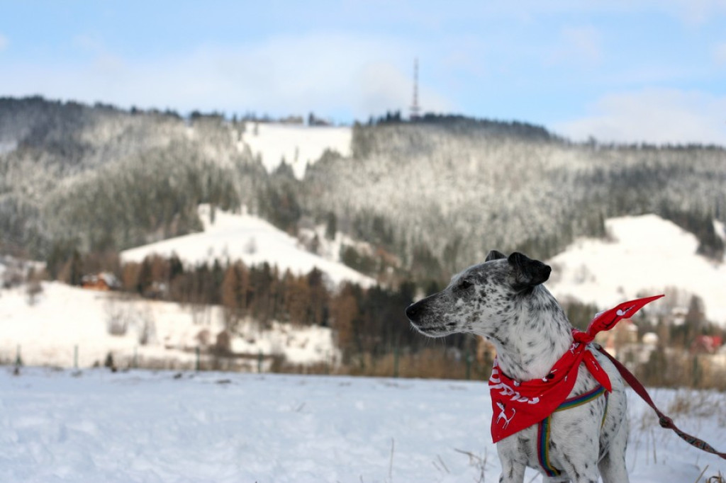 Zakopane i nasz pies