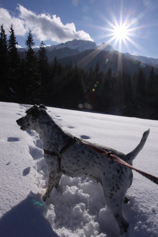 Zakopane i nasz pies