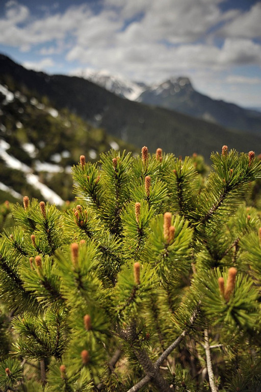 Wiosna powoli zdobywa Tatry