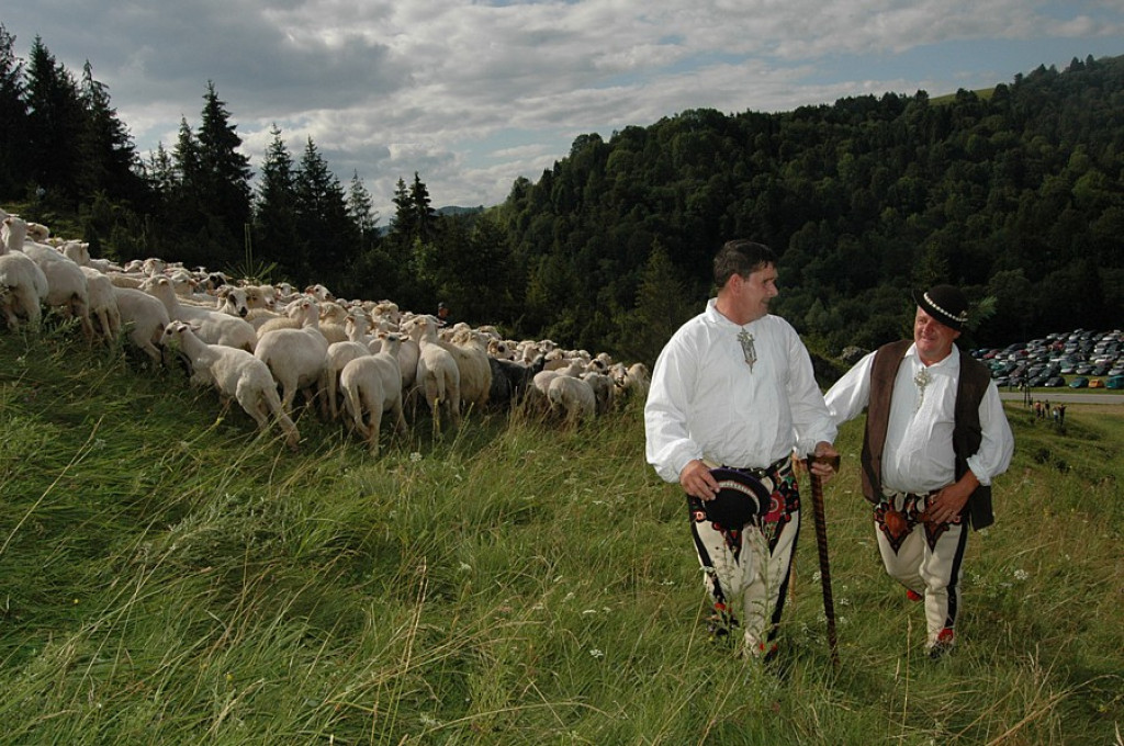 Szczawnica: Redyk w Jaworkach