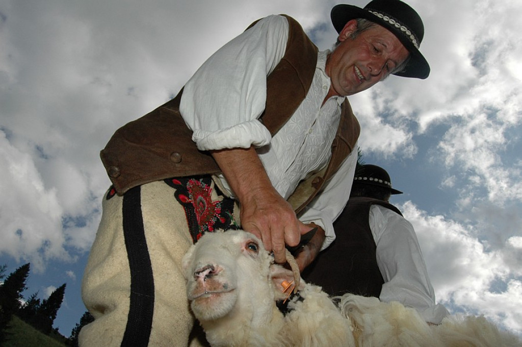 Szczawnica: Redyk w Jaworkach