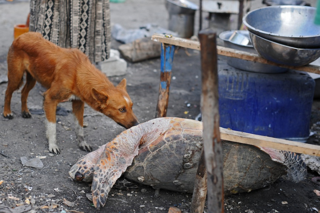 Haiti: Miesiąc po katakliźmie