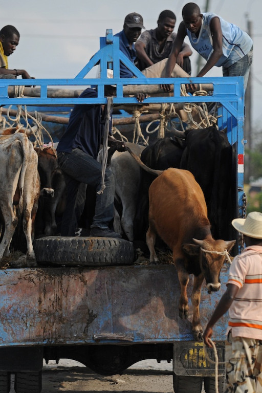 Haiti: Miesiąc po katakliźmie