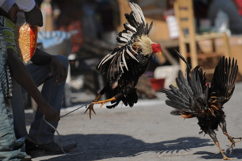 Haiti: Miesiąc po katakliźmie