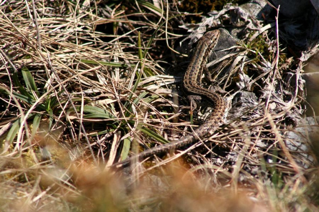 Wiosna powoli zdobywa Tatry