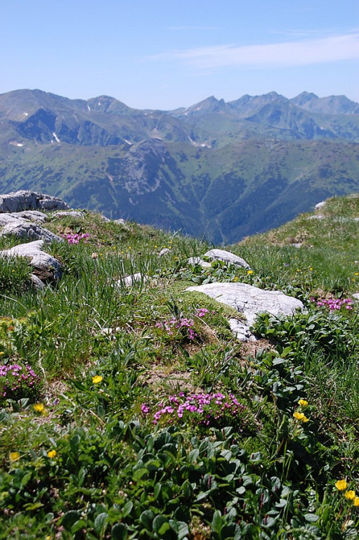 Ukwiecone Czerwone Wierchy