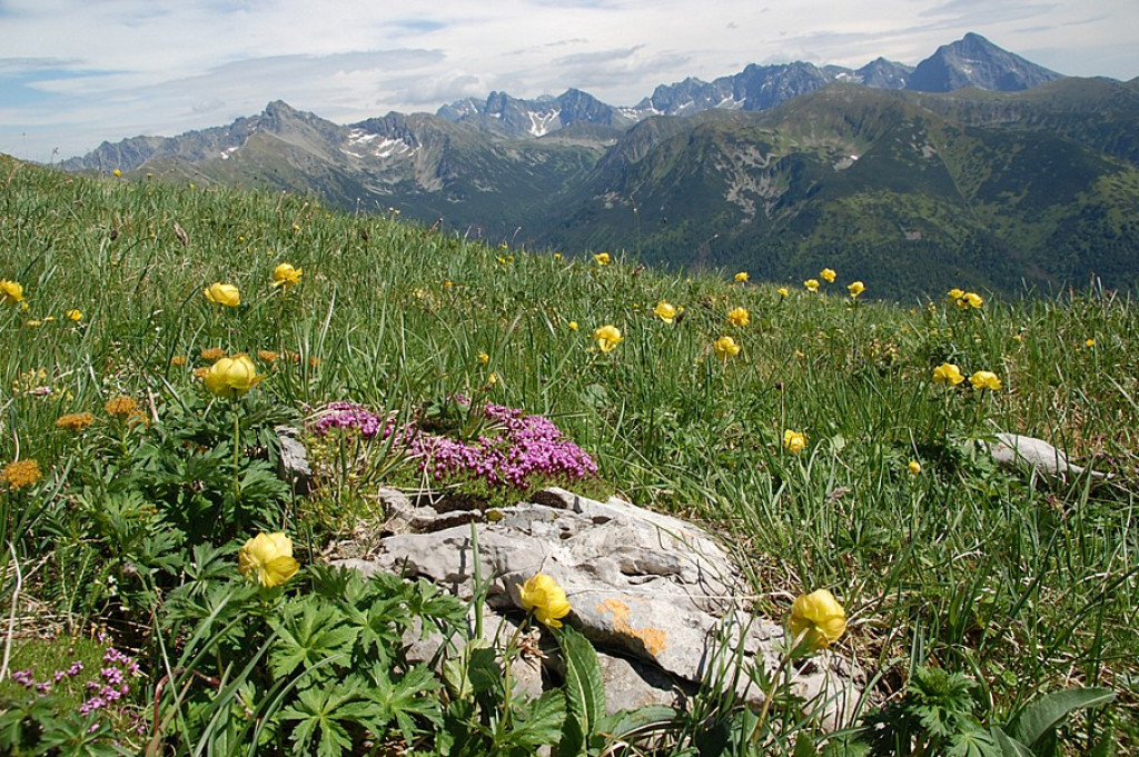 Ukwiecone Czerwone Wierchy
