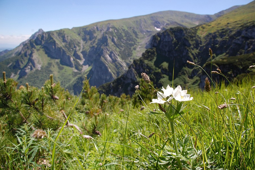 Ukwiecone Czerwone Wierchy
