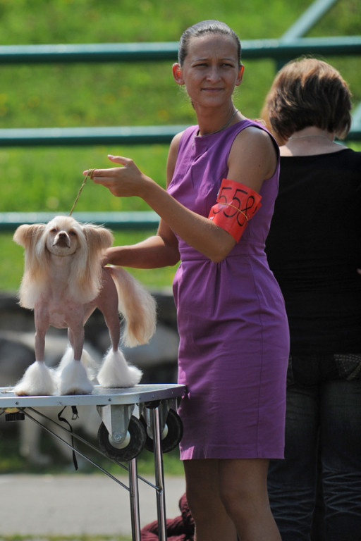 Tatrzańska Wystawa Psów