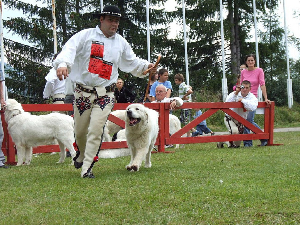 Tatrzańska Wystawa Psów