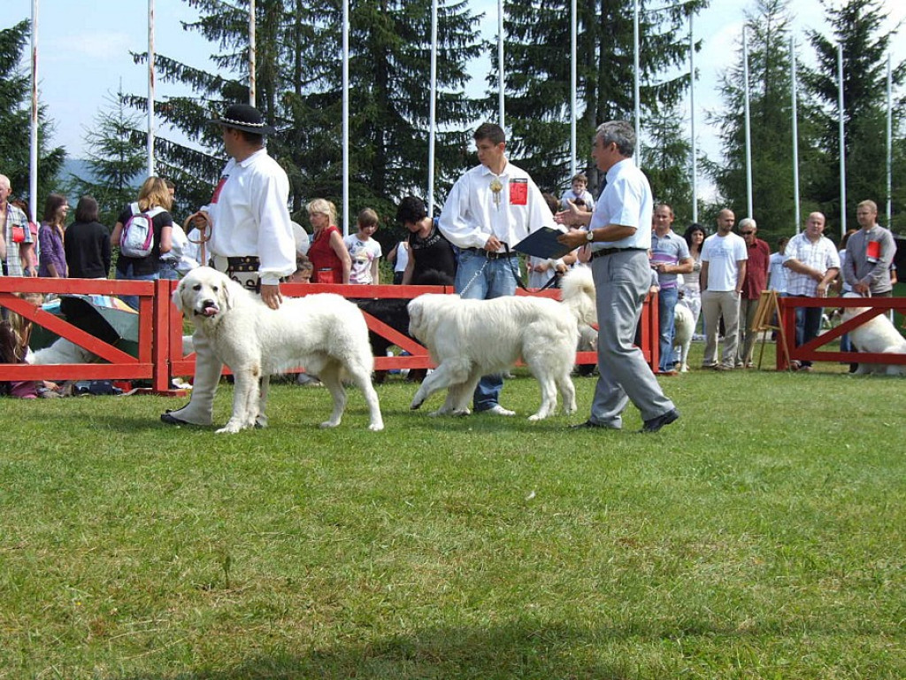 Tatrzańska Wystawa Psów