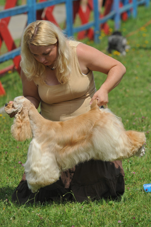 Tatrzańska Wystawa Psów
