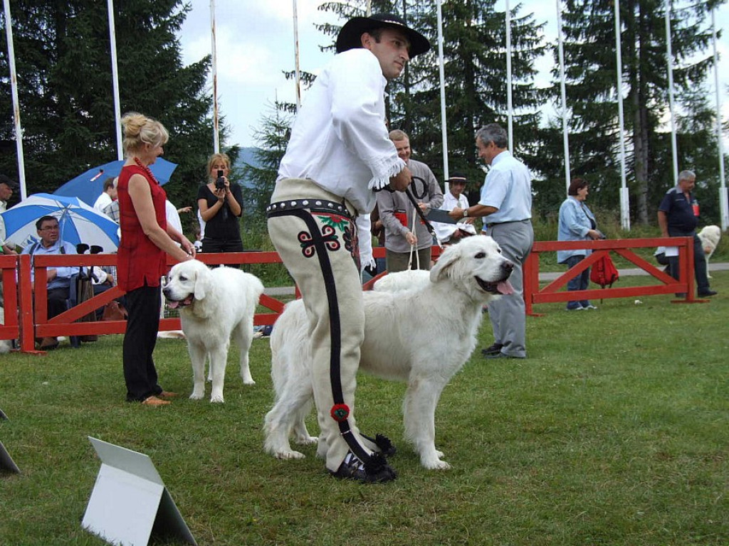 Tatrzańska Wystawa Psów