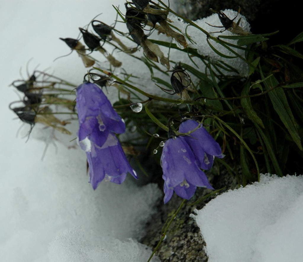 Na Kasprowym śnieg