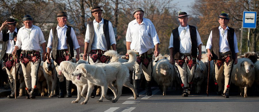 Owce schodzą z pastwisk