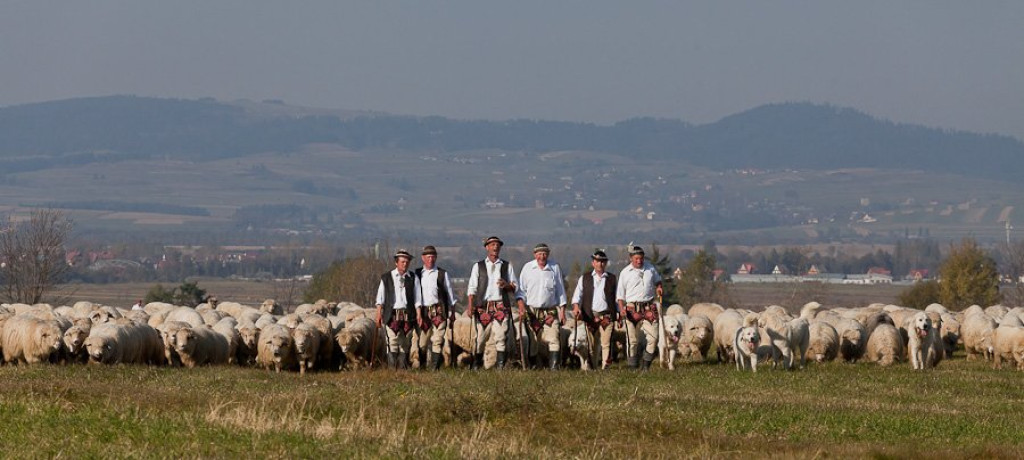 Owce schodzą z pastwisk