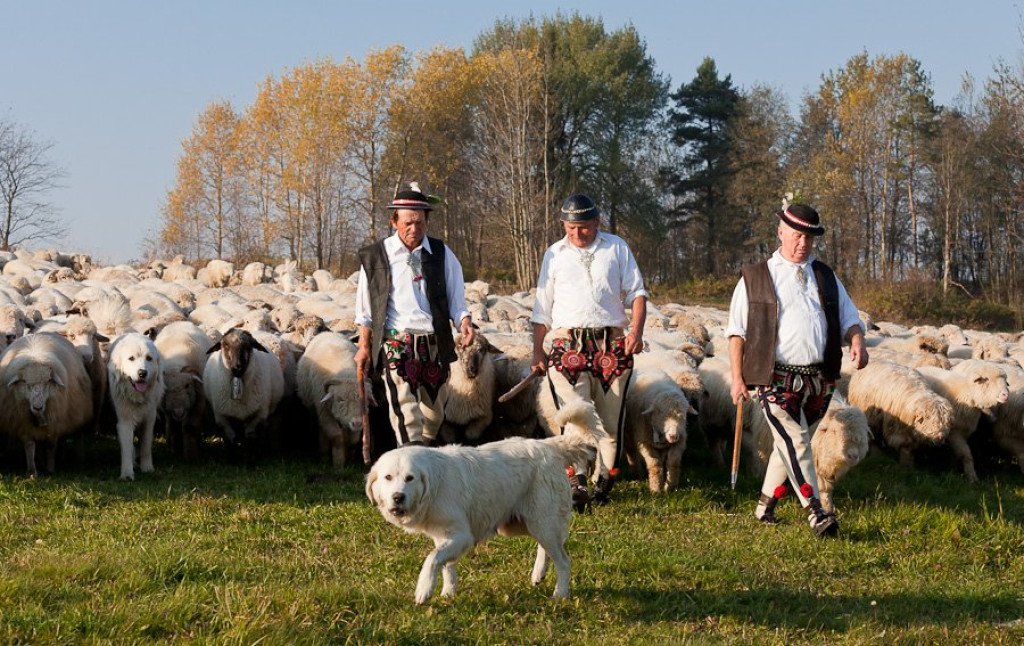 Owce schodzą z pastwisk
