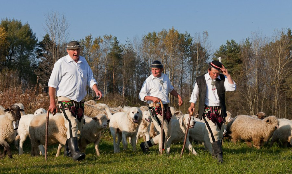 Owce schodzą z pastwisk