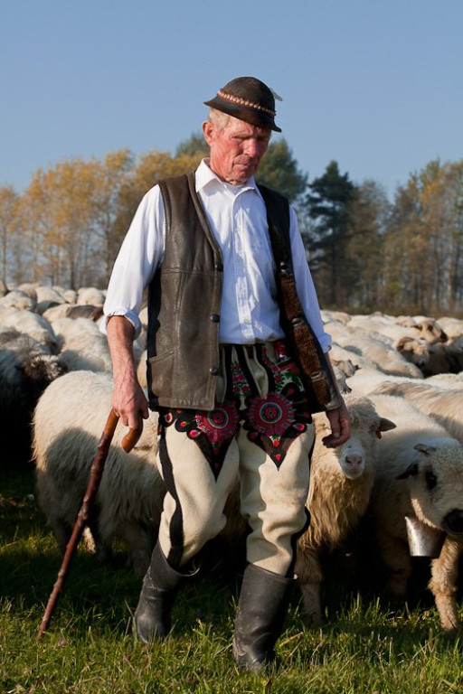 Owce schodzą z pastwisk