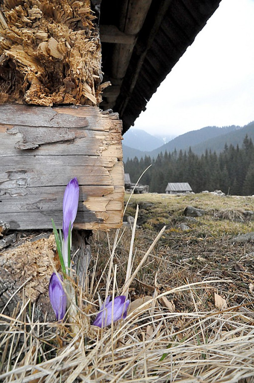 Tatry: Walka wiosny z zimą