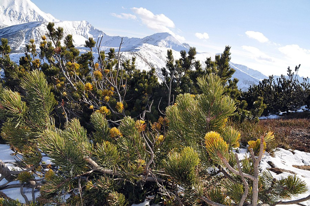 Tatry: Walka wiosny z zimą