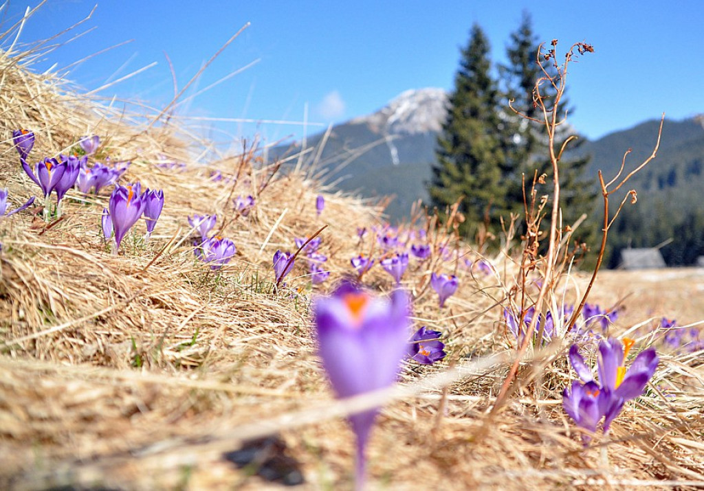 Tatry: Walka wiosny z zimą
