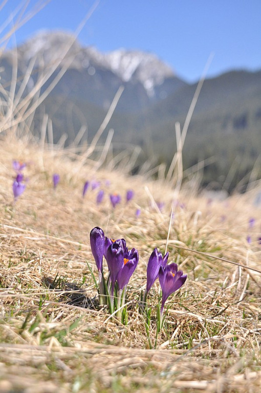 Tatry: Walka wiosny z zimą