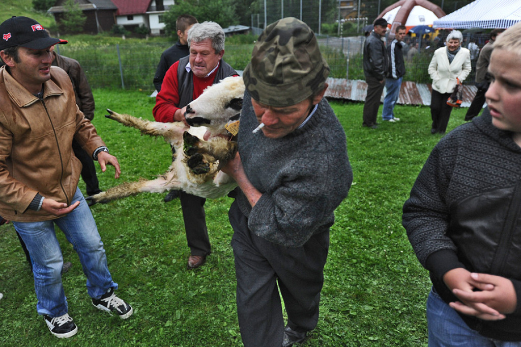 Mistrzostwa w strzyżeniu owiec
