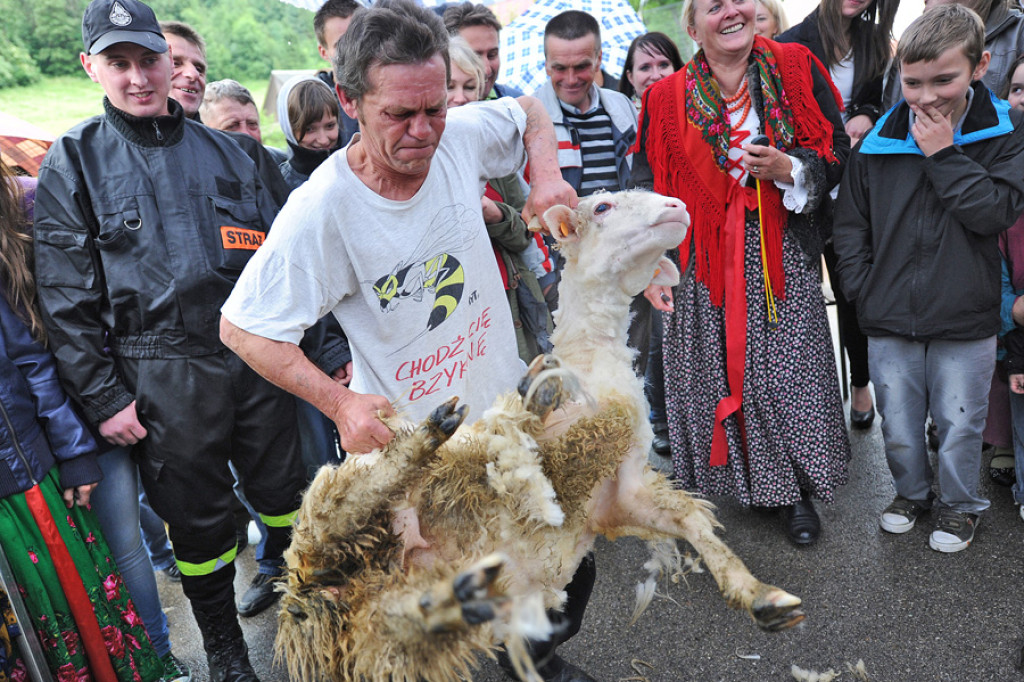 Mistrzostwa w strzyżeniu owiec