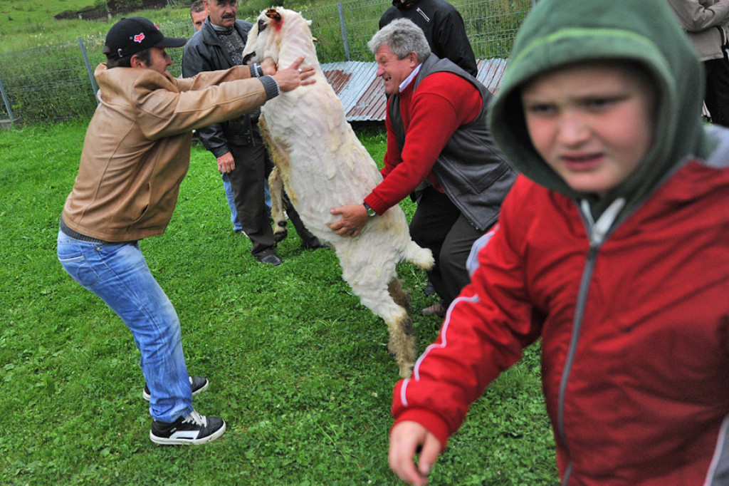 Mistrzostwa w strzyżeniu owiec