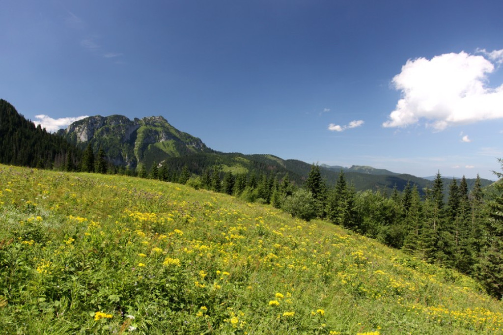Czerwone Wierchy w zielonej szacie