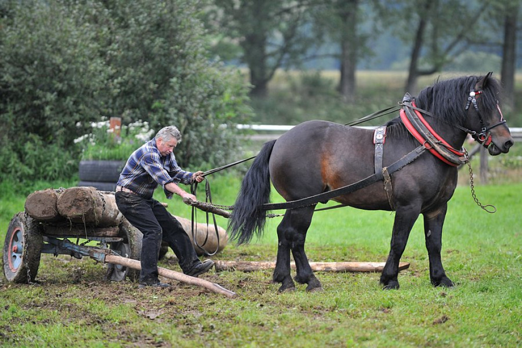 Łopuszna: Końskie skakanie i zrywka drzewa