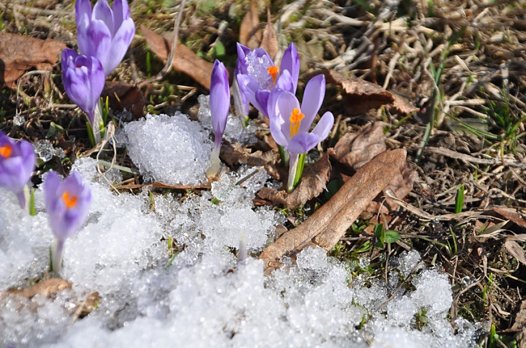 Pierwszy dzień wiosny i pierwsze krokusy