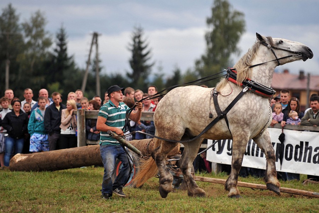 Łopuszna: Skoki, ujeżdżenie i zrywka drzewa