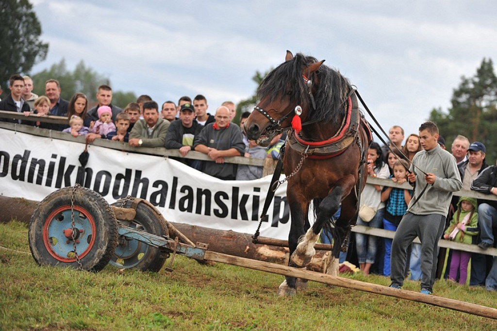 Łopuszna: Skoki, ujeżdżenie i zrywka drzewa