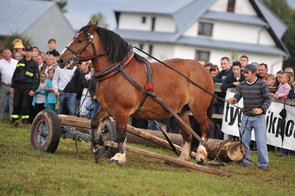 Łopuszna: Skoki, ujeżdżenie i zrywka drzewa