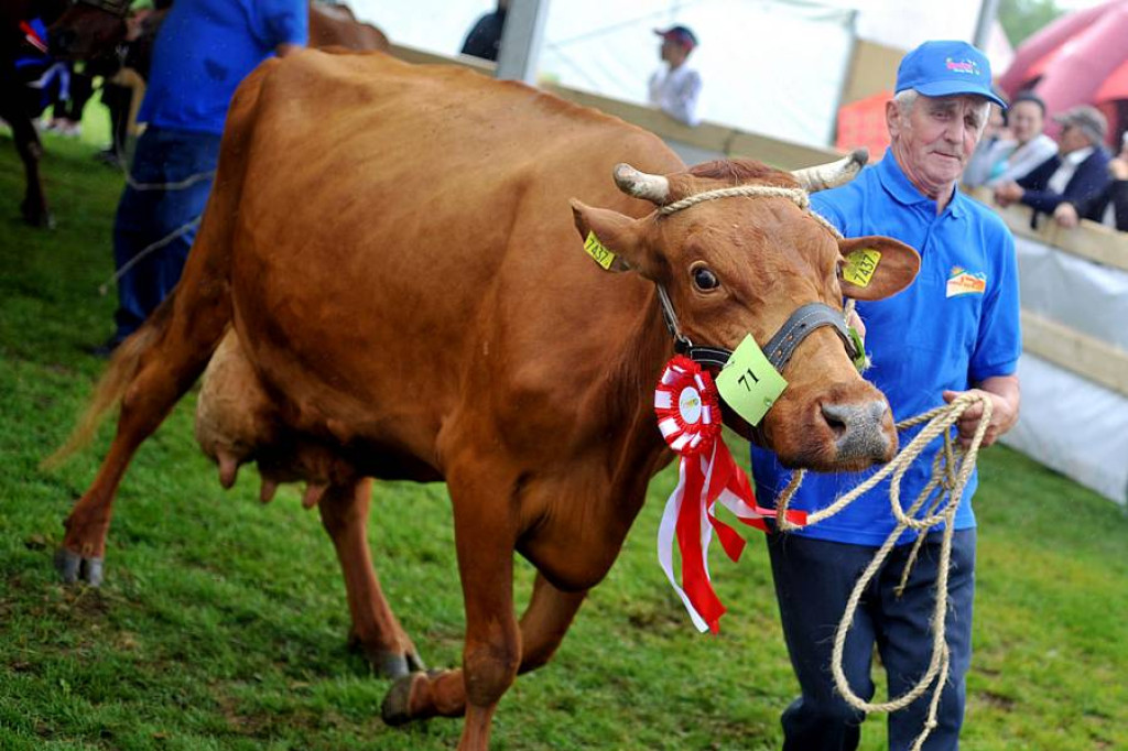 II Podhalańska Wystawa Zwierząt Hodowlanych w Ludźmierzu