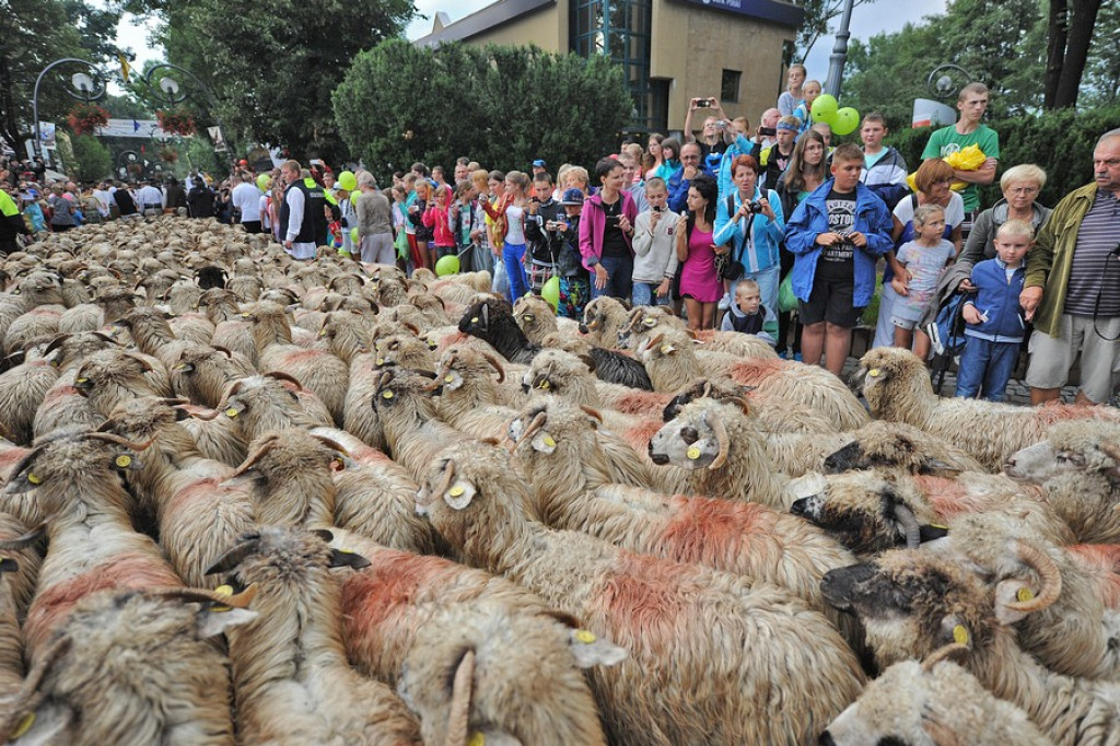 Tego jeszcze nie było: Owce na Krupówkach