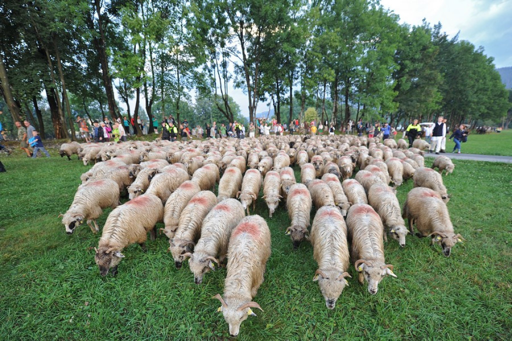 Tego jeszcze nie było: Owce na Krupówkach