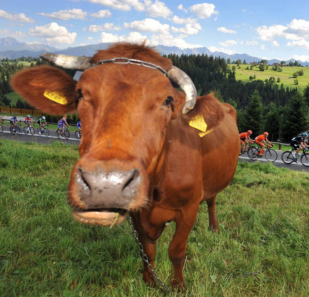 Tour de Pologne 2013 etapy V i VI