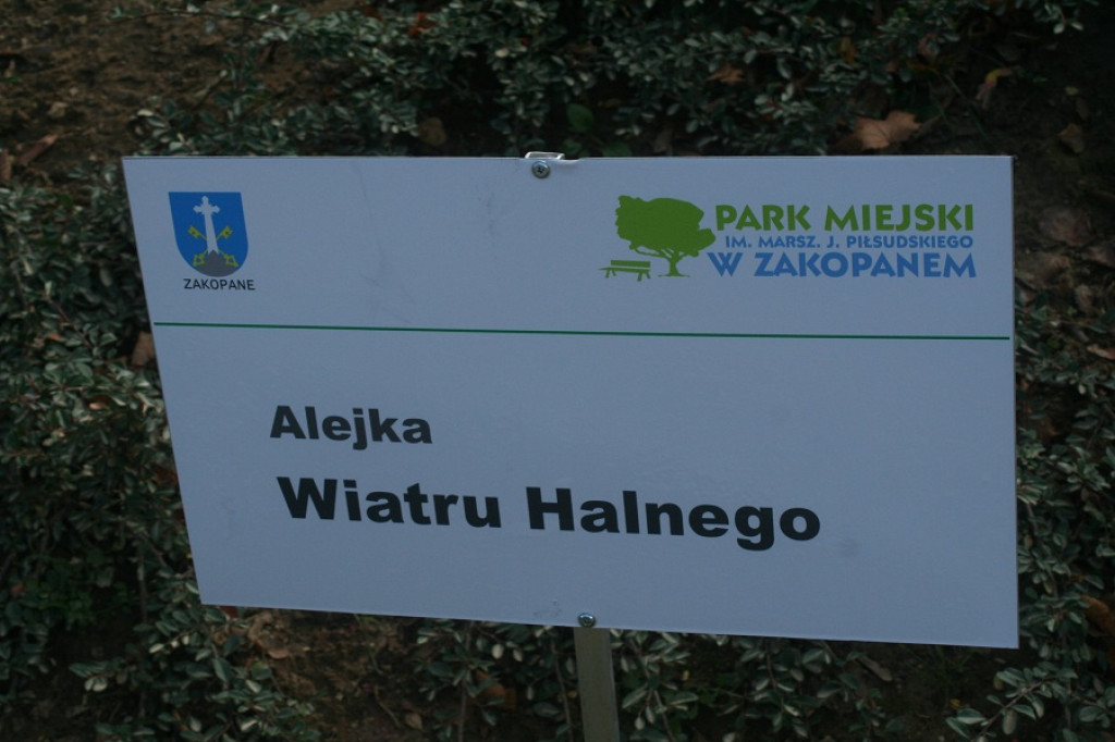 Biały miś i wiatr halny w parku miejskim