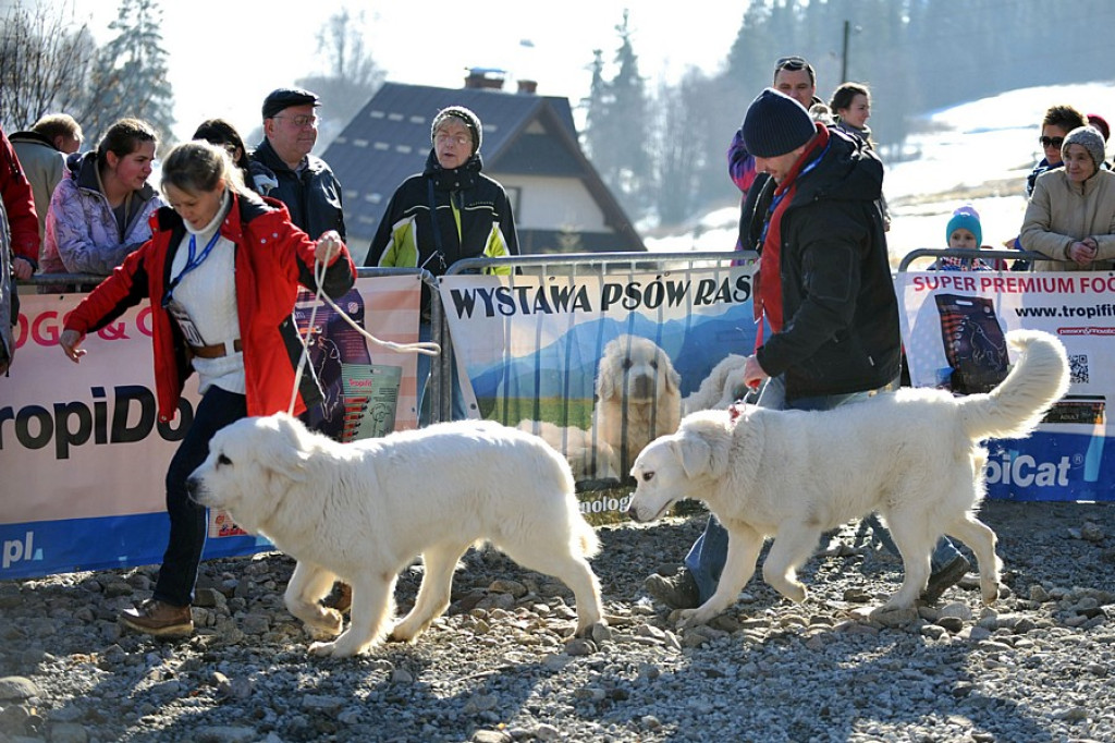42. Karnawał Góralski w Bukowinie Tatrzańskiej